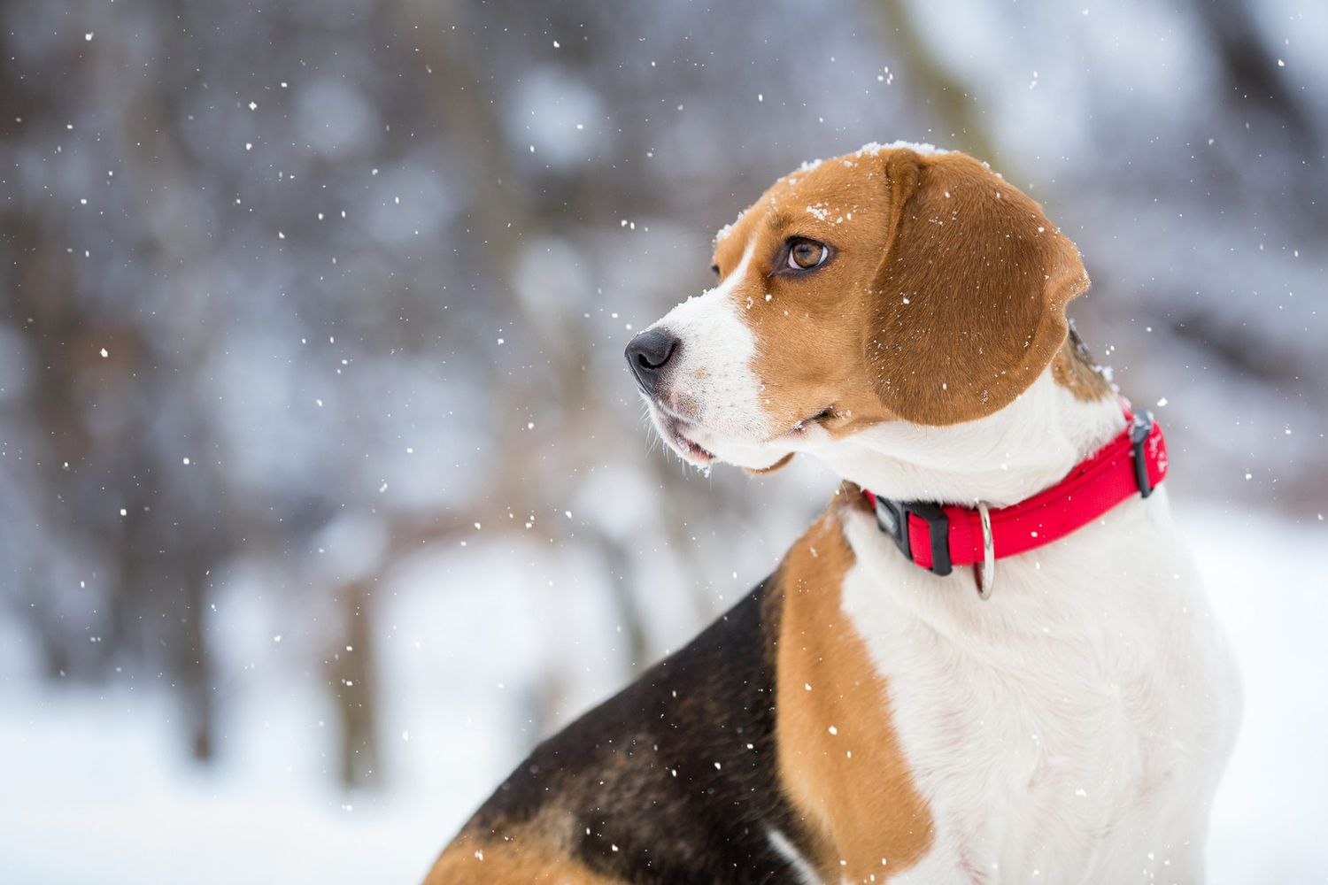 Beagle in the snow