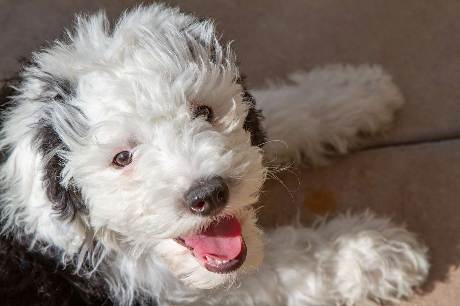 Sheepadoodle puppy laughs at the camera while laying down