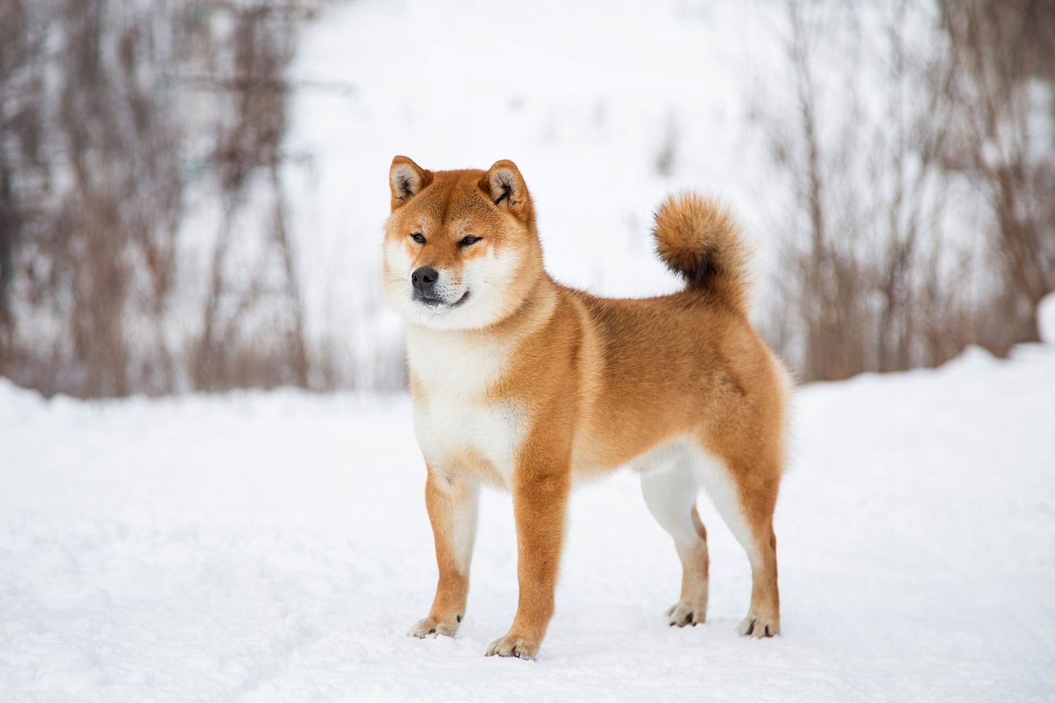Shiba Inu dog standing in the snow