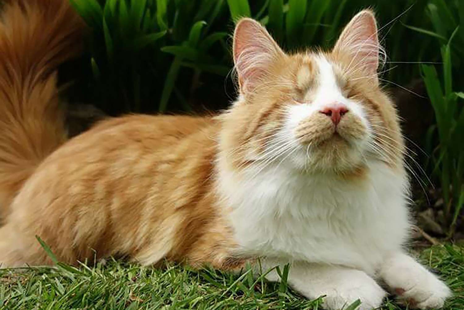 blind, orange tabby cat laying in the grass