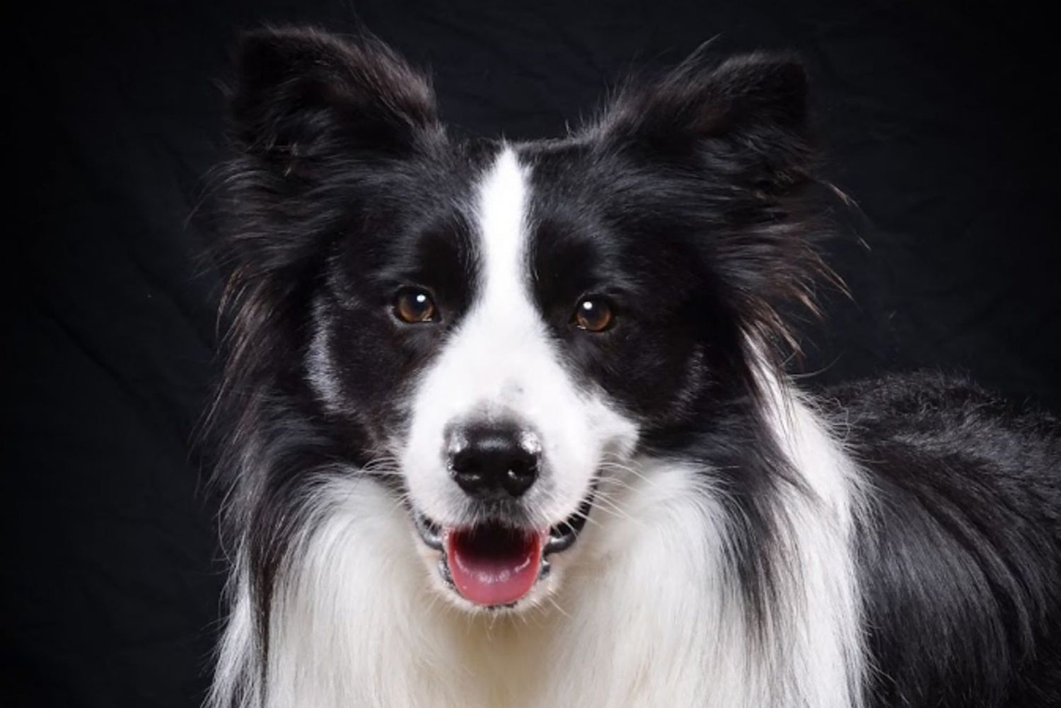 portrait of Amos, the trick dog champion