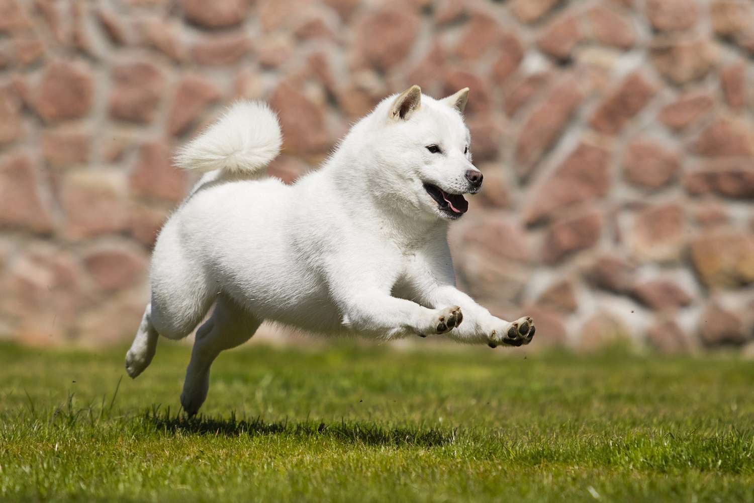 White hokkaido ken dog leaps through the grass