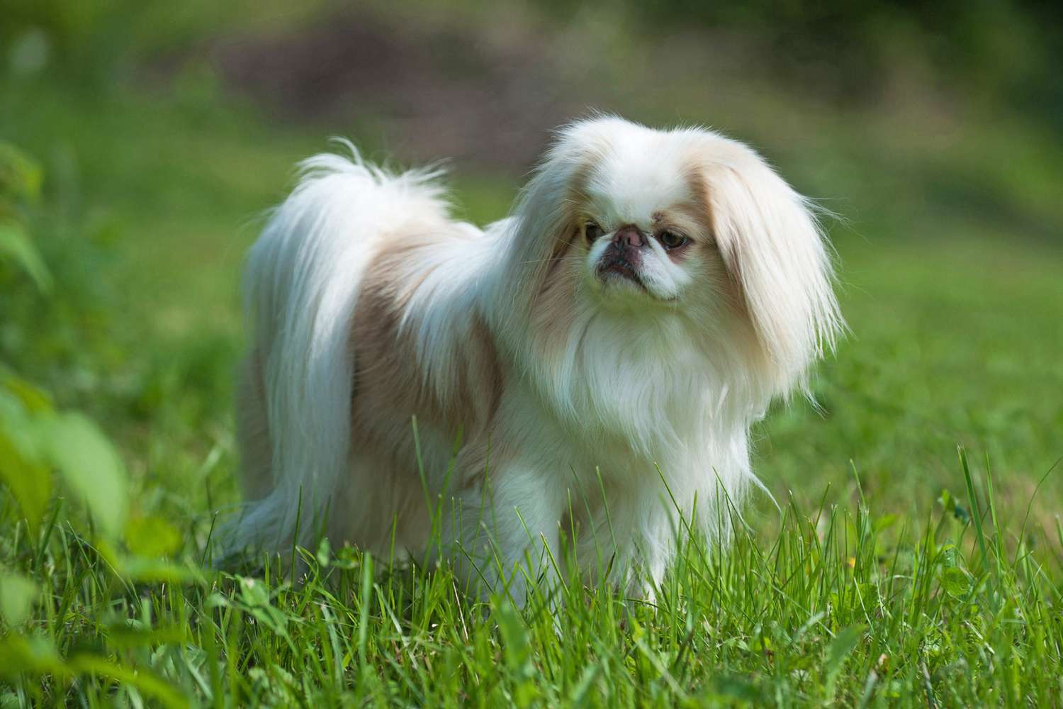 Rare brown Japanese Chin or Japanese Spaniel standing in meadow