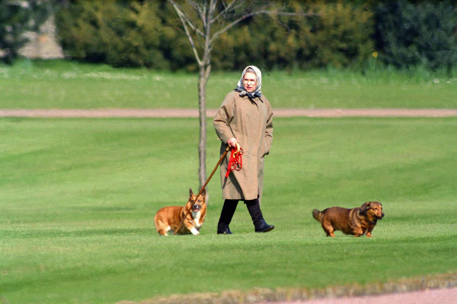 Queen Elizabeth walking her corgis at Windsor Castle