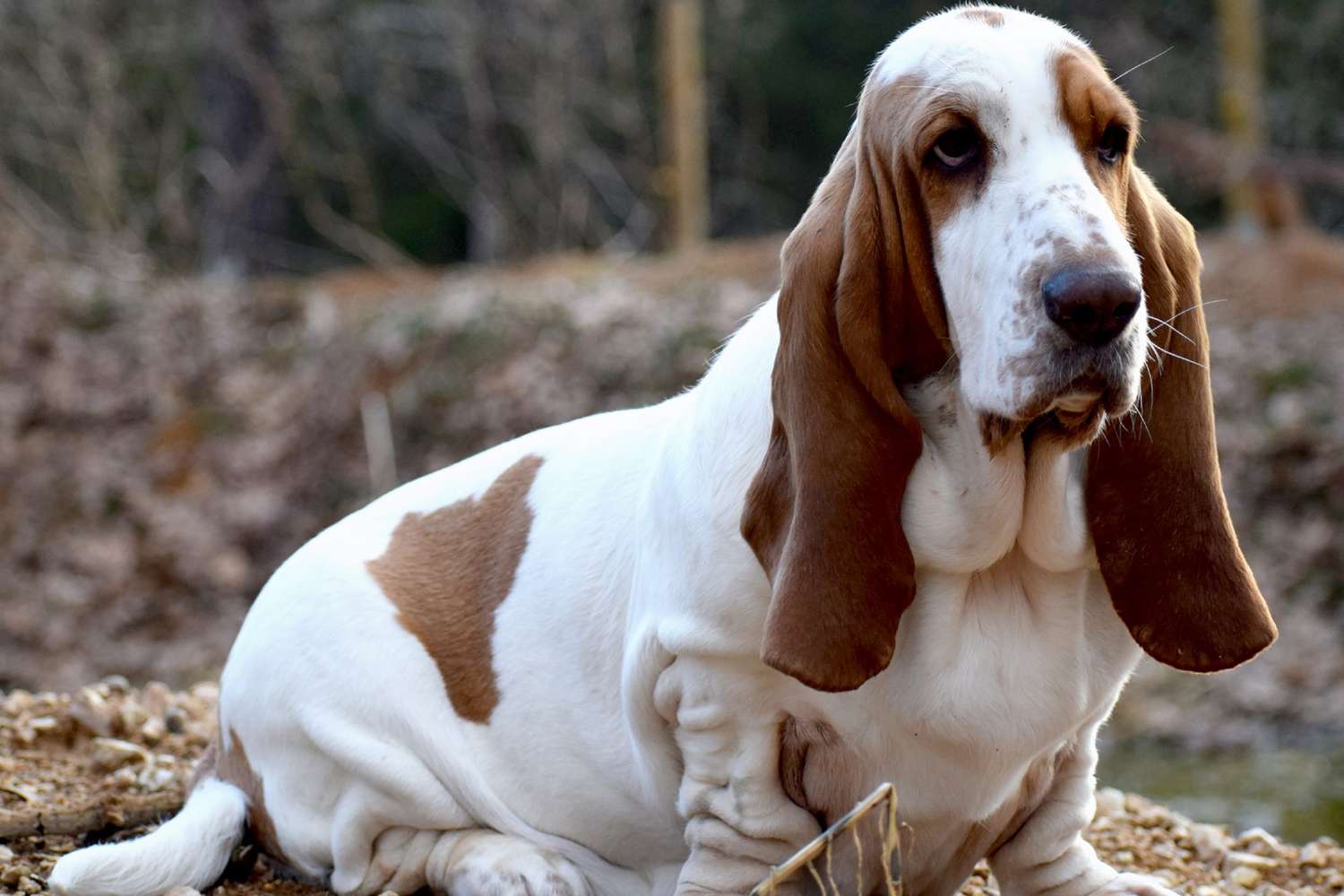 Basset hound sits in field