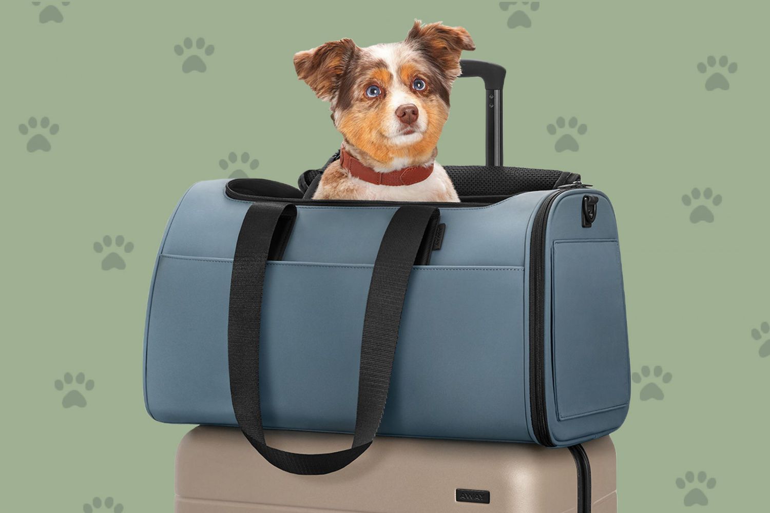 The Away Pet Carrier Is Perfect for Traveling with Dogs or Cats | Daily Paws