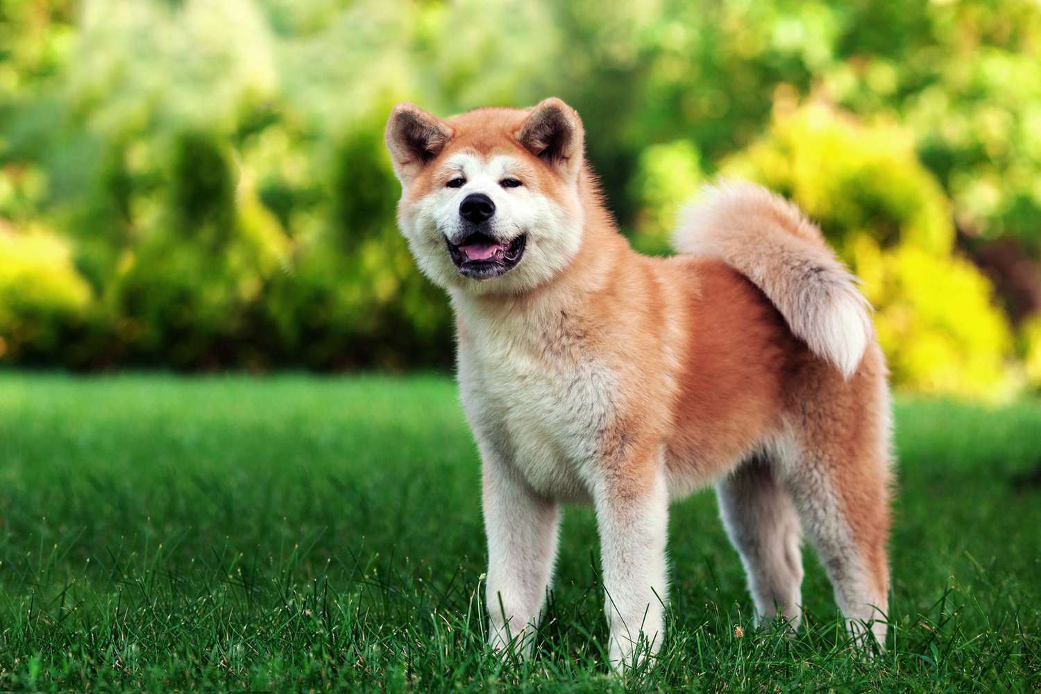 100+ Japanese Dog Names and Their Super Cool Meanings | Daily Paws