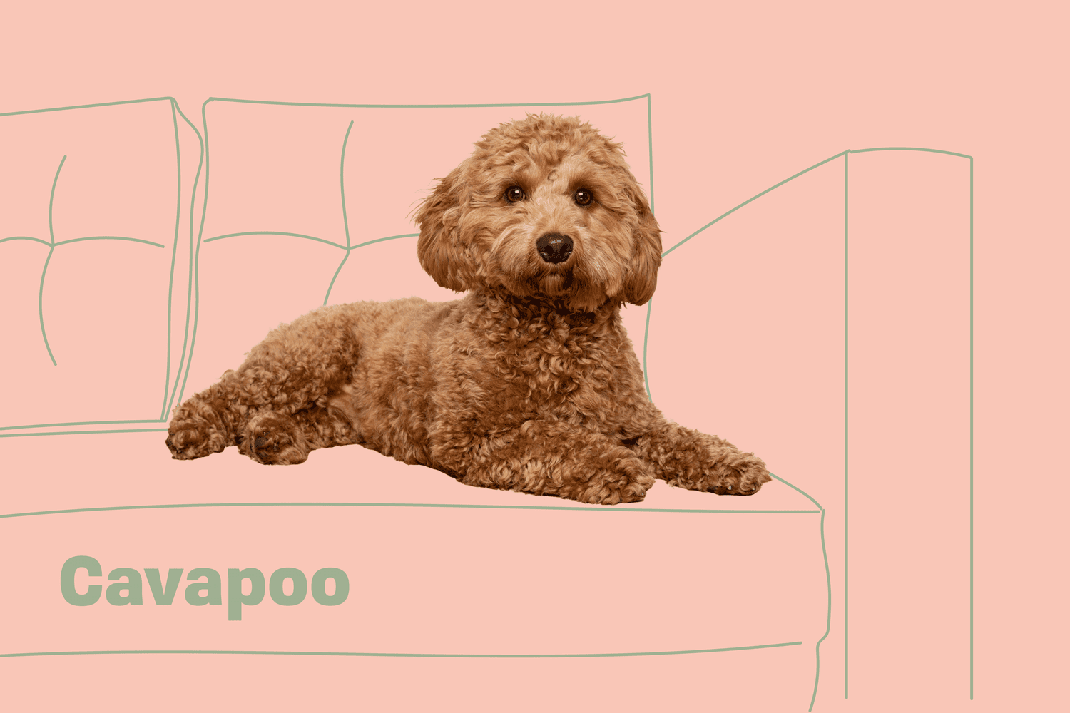 Cavapoo dog laying on illustrated couch