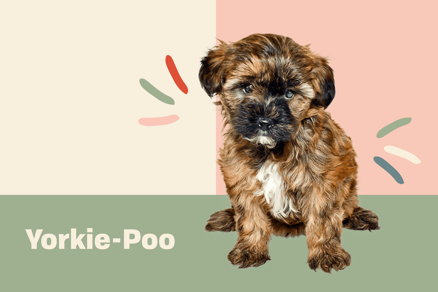 Yorkie-poo portrait with illustrated embellishments