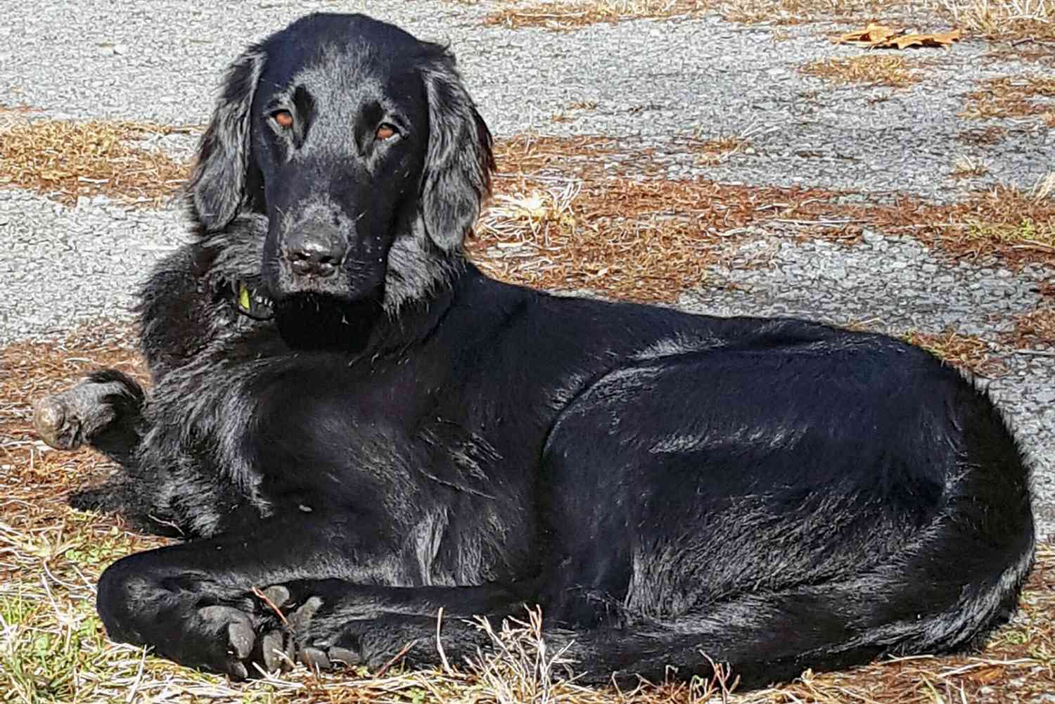 Large black dog relaxes on gravel