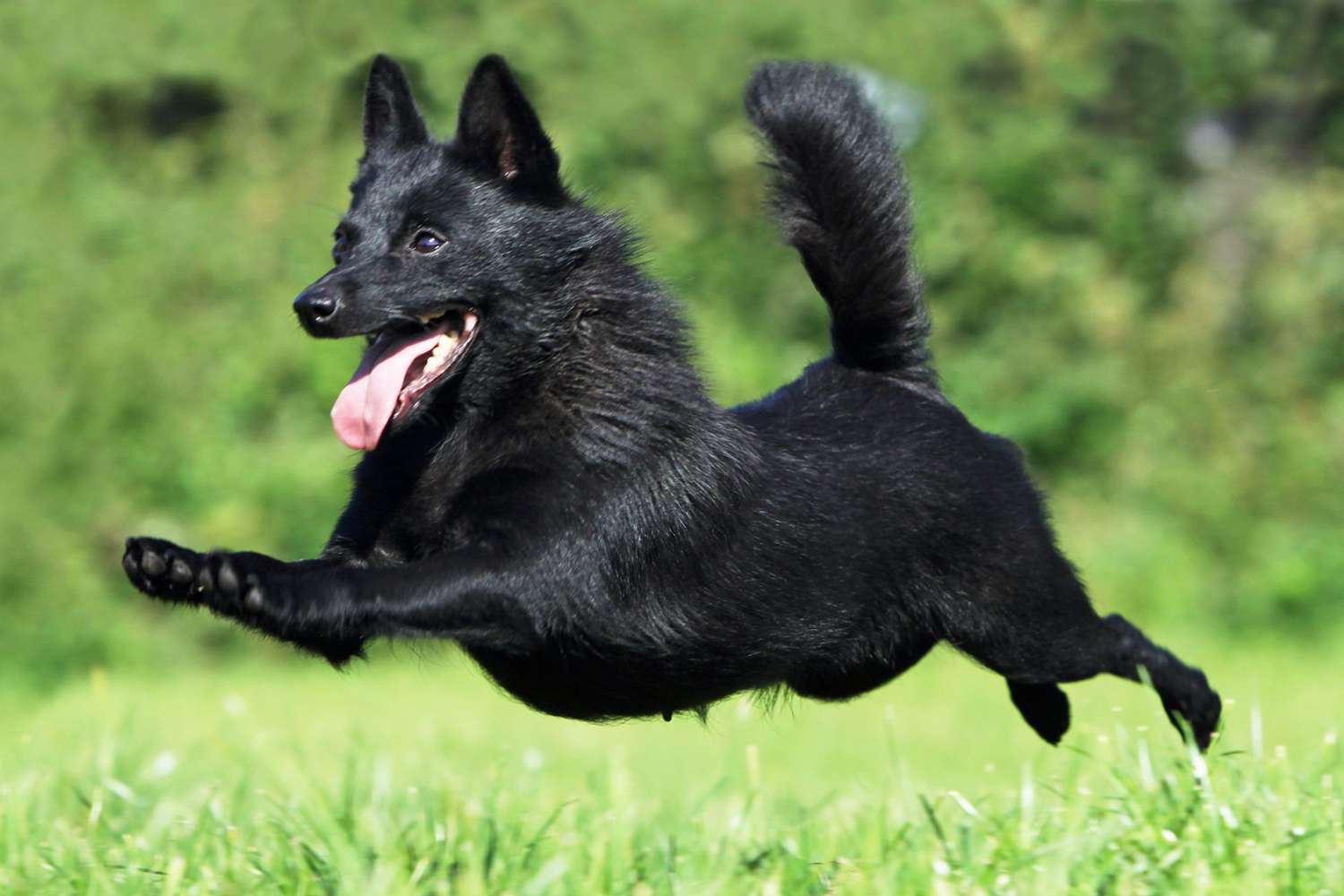 Schipperke puppy leaping through the air