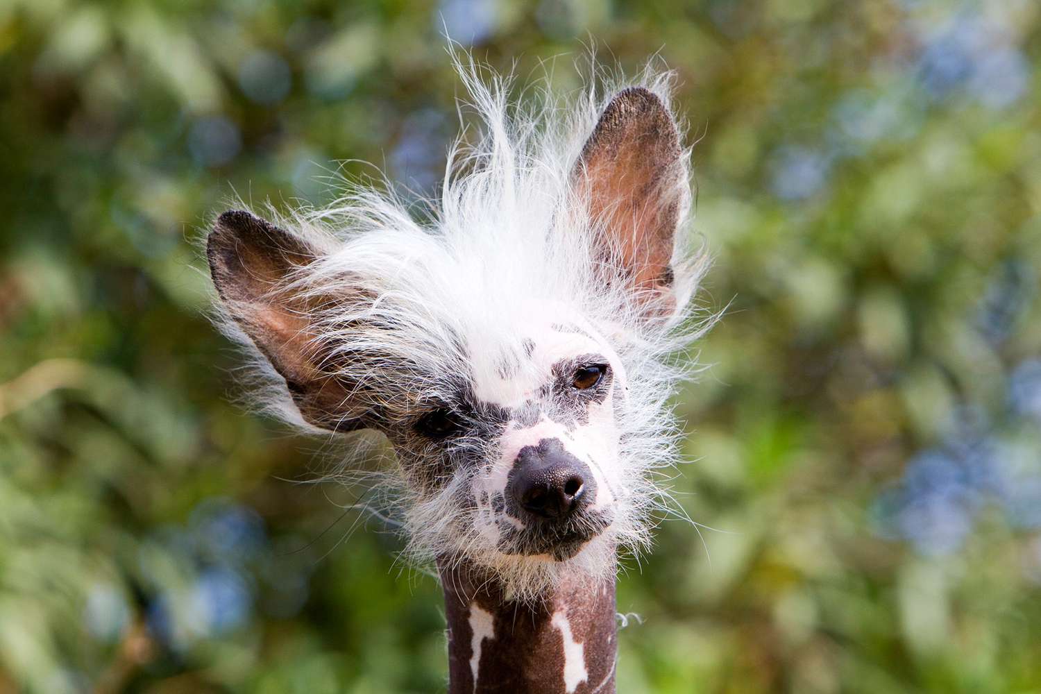 Bad hair day for this Chinese Crested dog