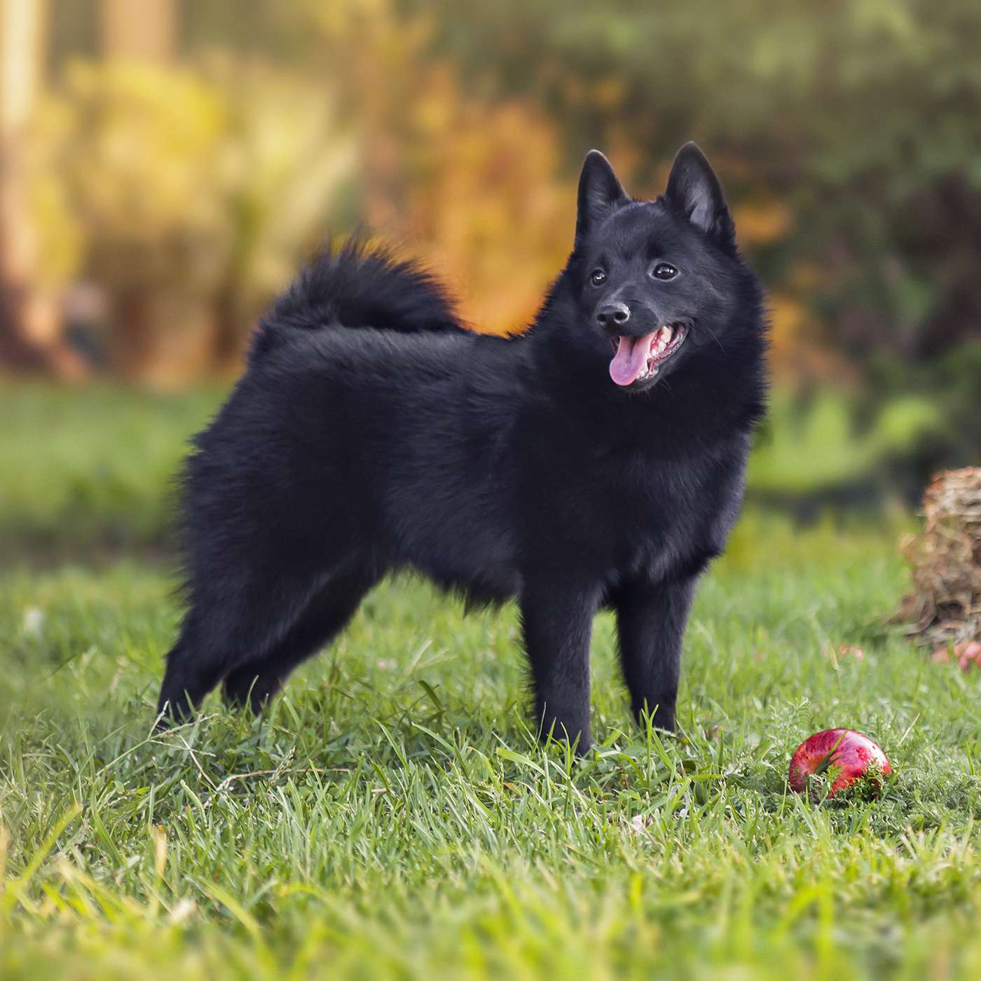 Schipperke dog standing grass with apples