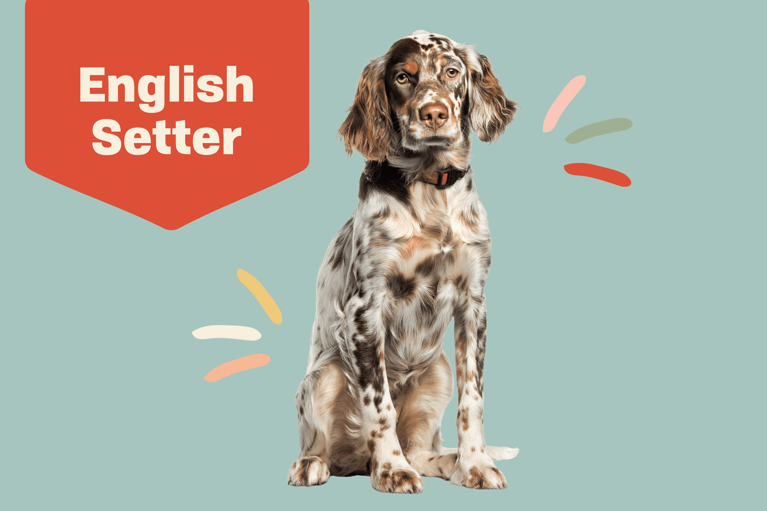 Portrait of English Setter dog sitting; illustrated embellishments
