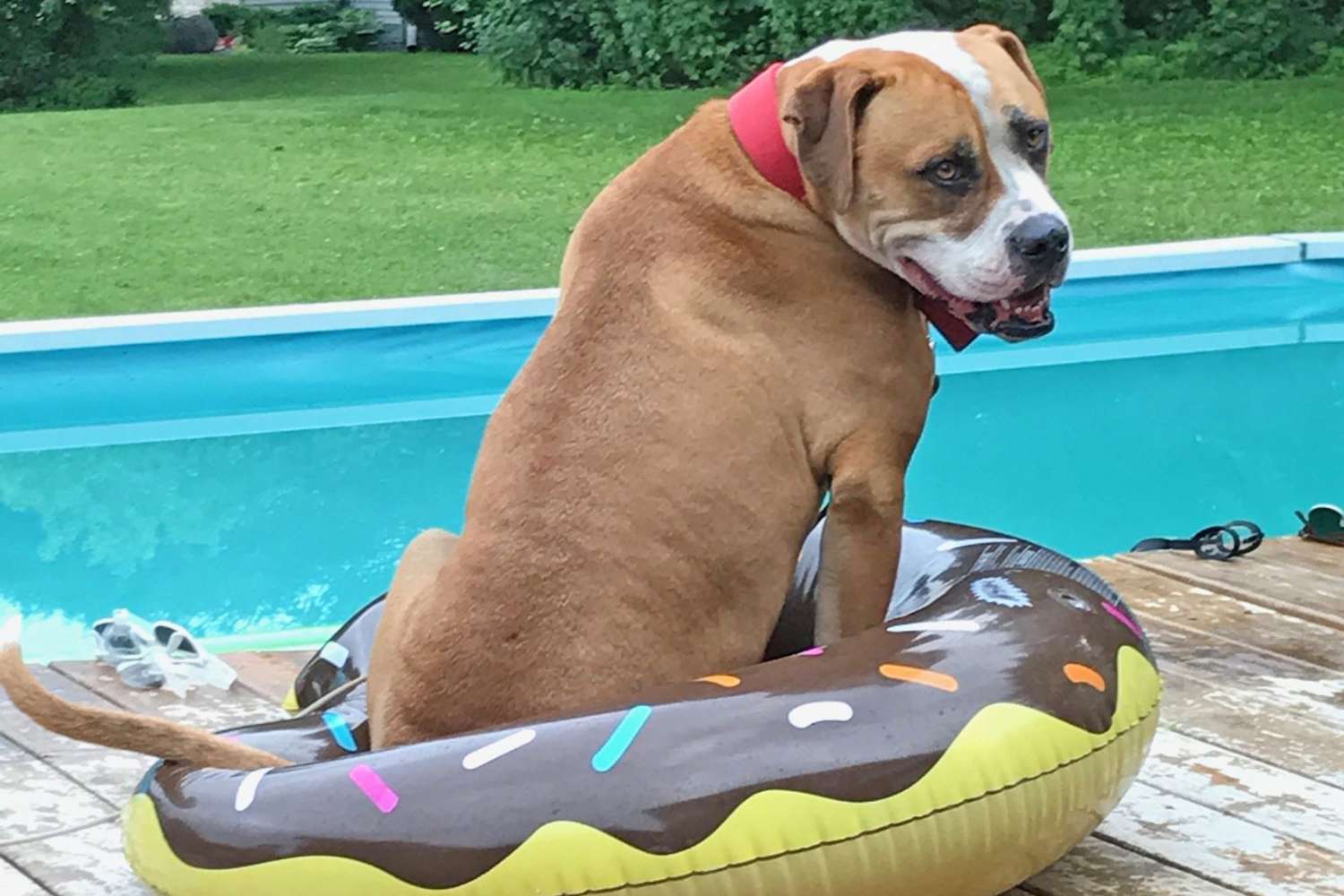 Big dog sits in the middle of a donut pool floaty