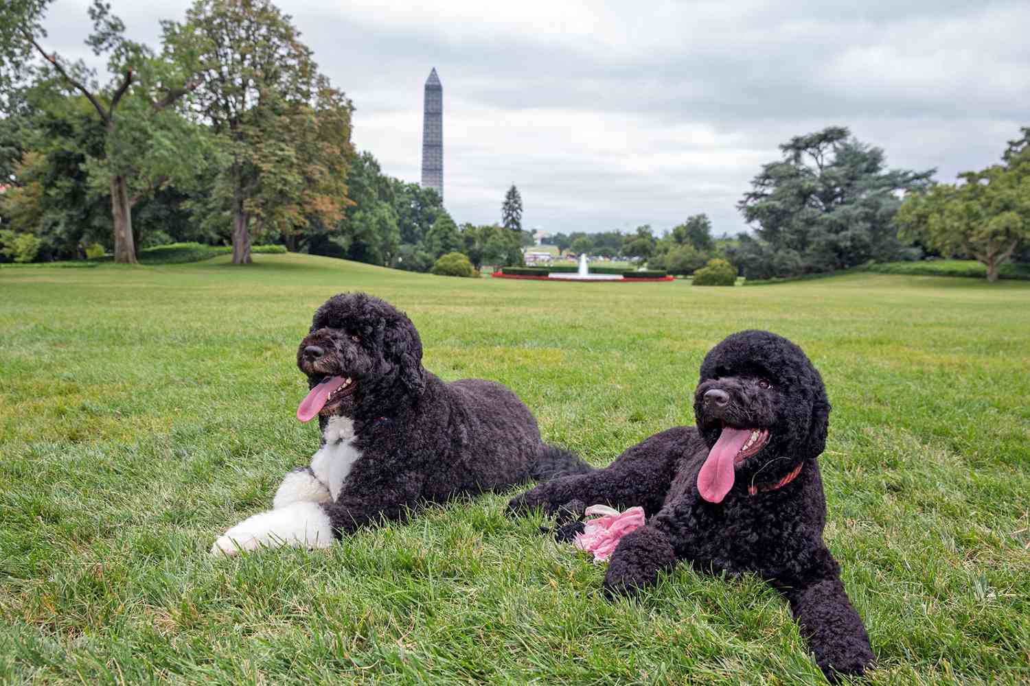Photograph of Barack Obama's two dogs on Washington Mall