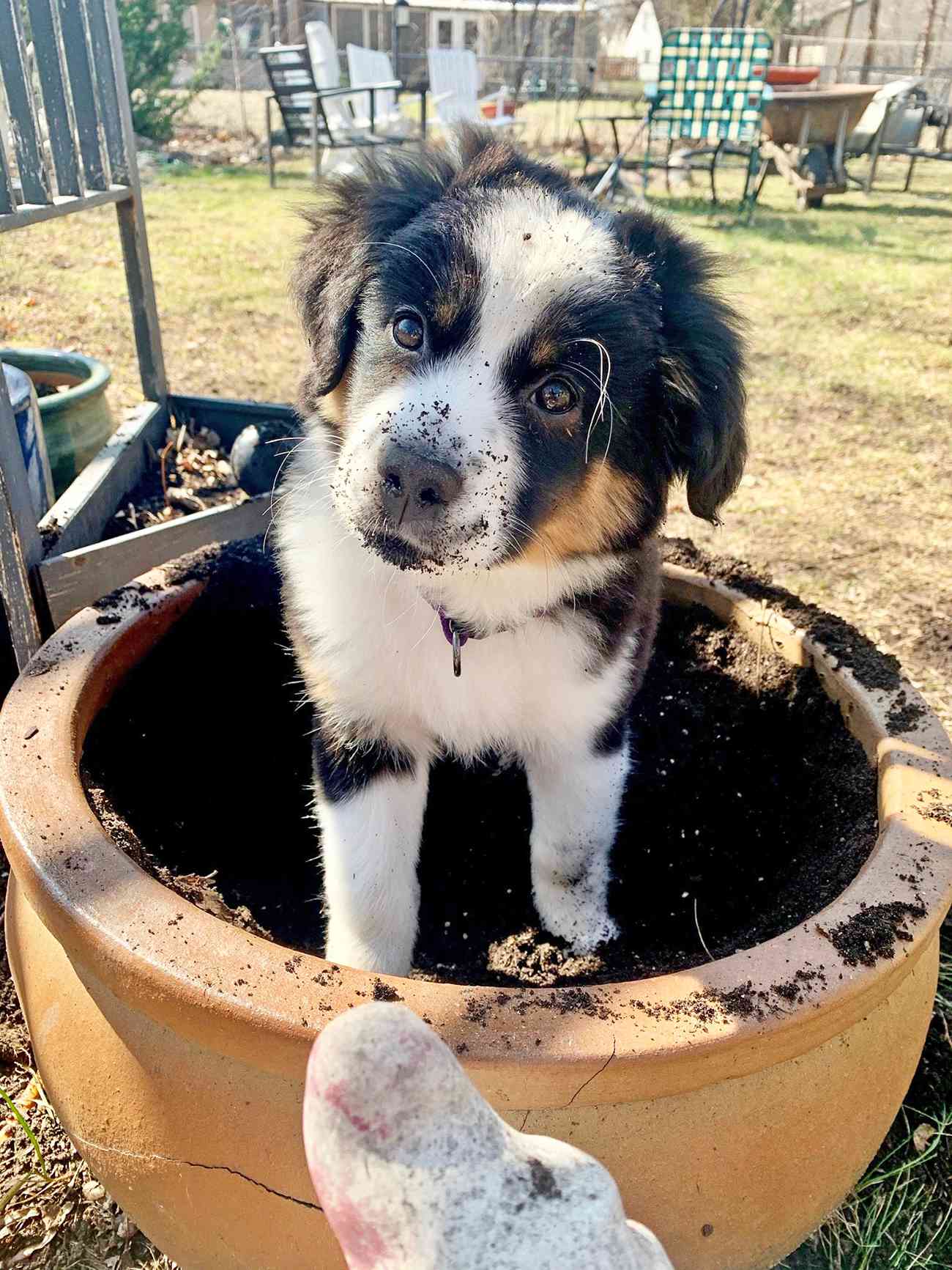 Shepherd puppy sits inside pot of dirt outside