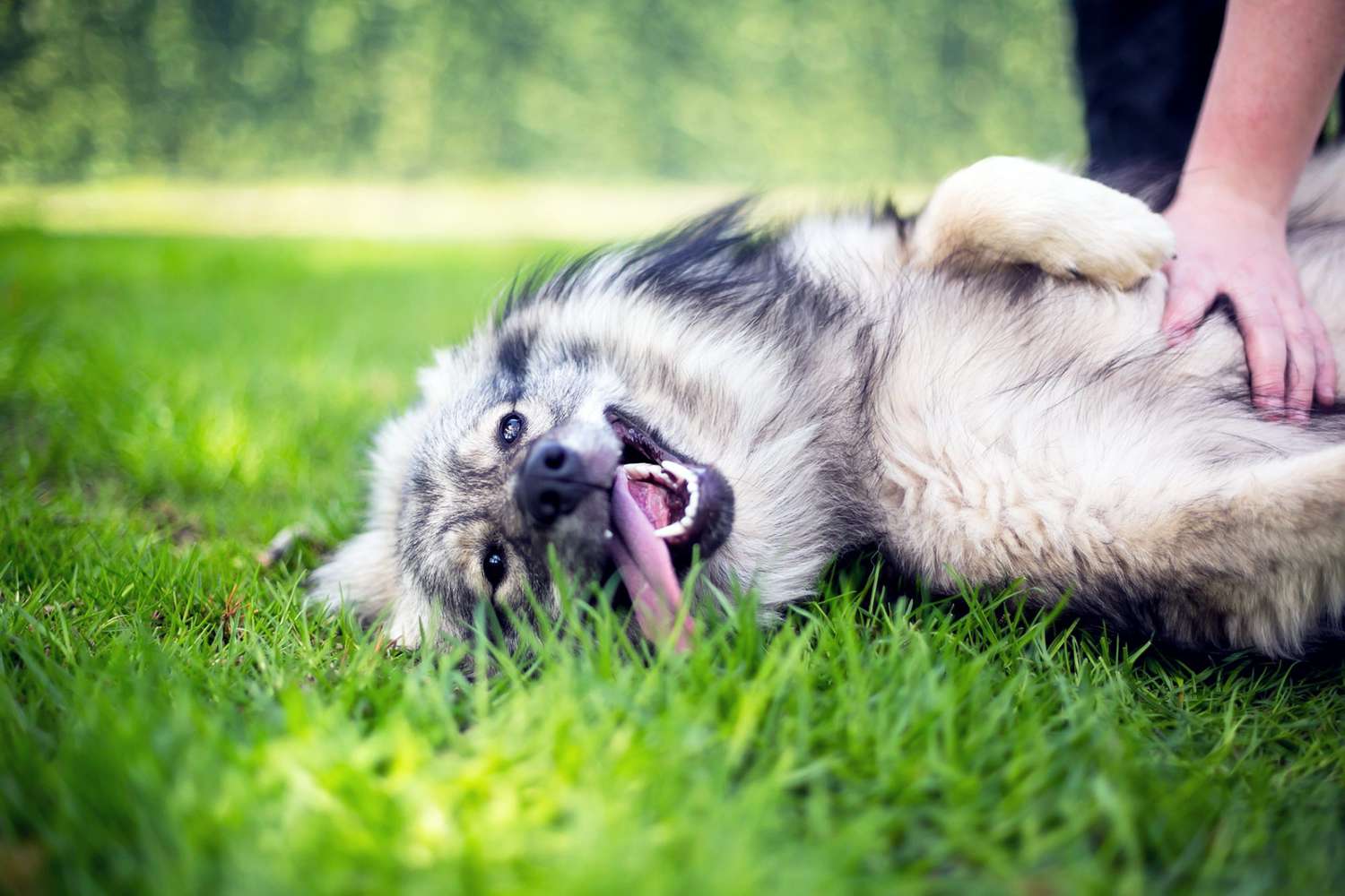 large fluffy dog lays on grass and gets belly rubbed