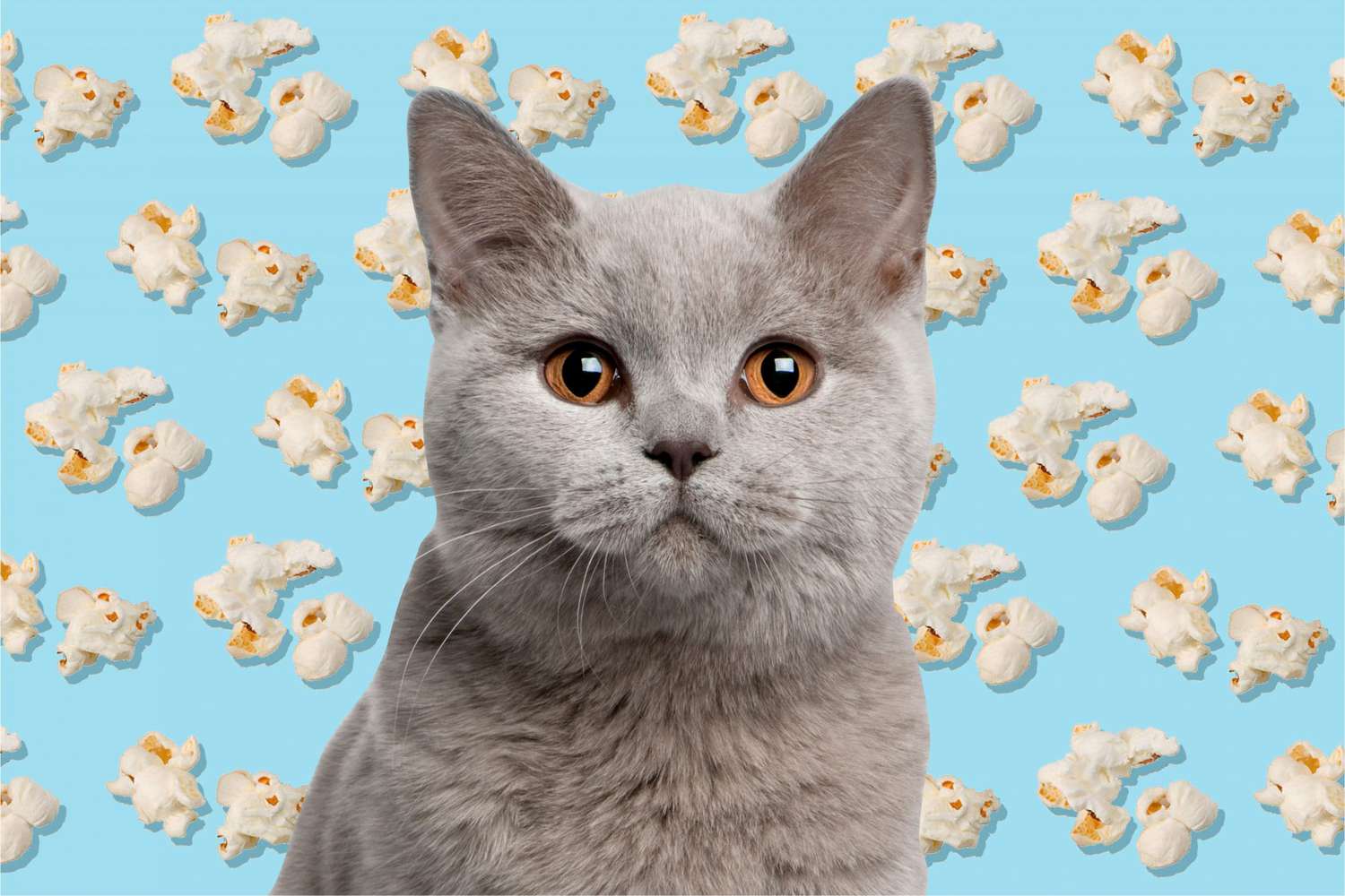 Photo of grey cat with illustrated popcorn background