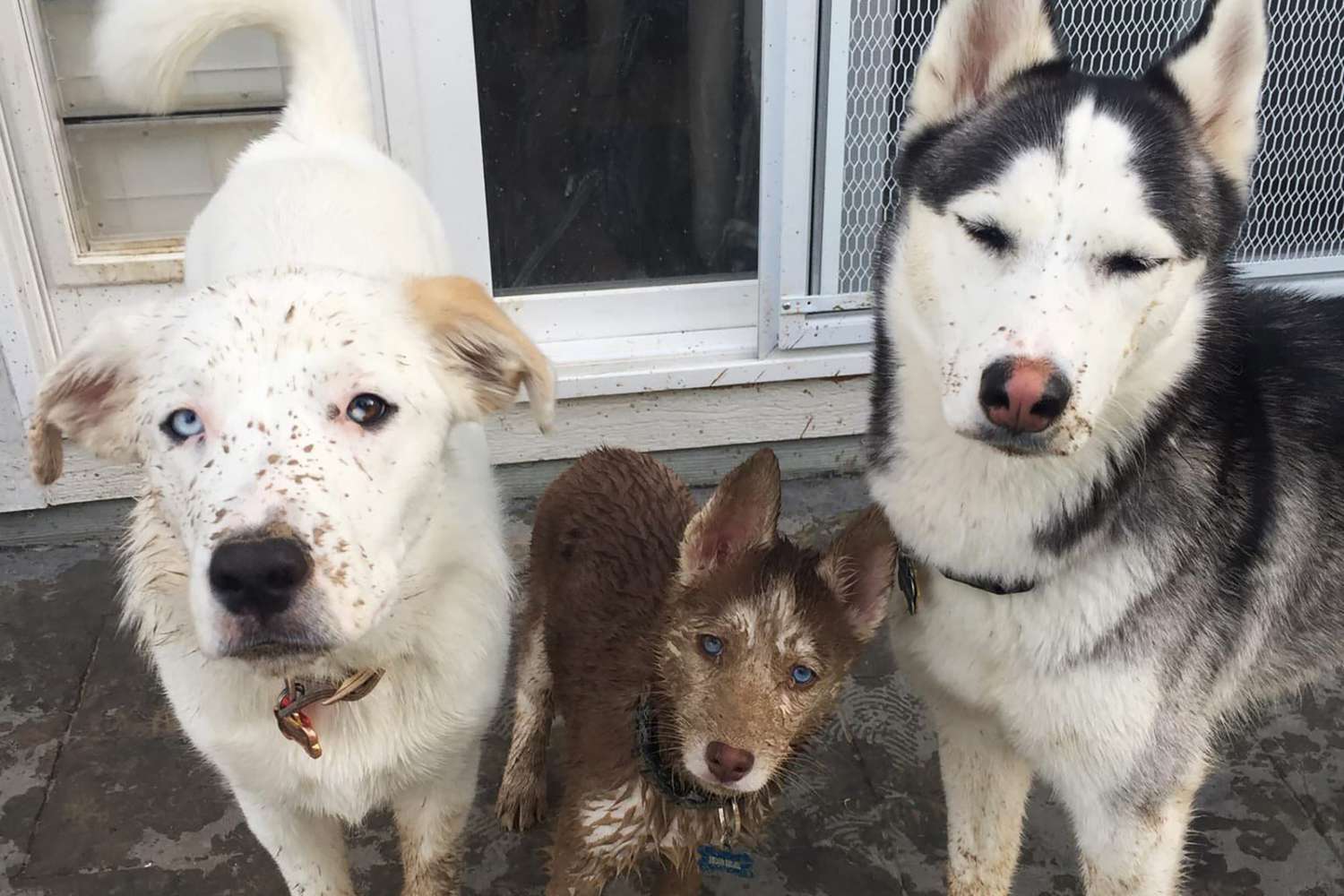 Three dogs stand side by side splattered with mud