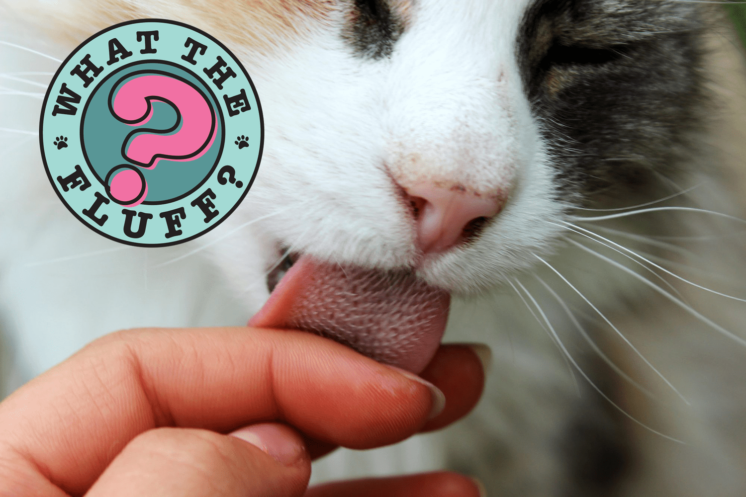 cat licking finger