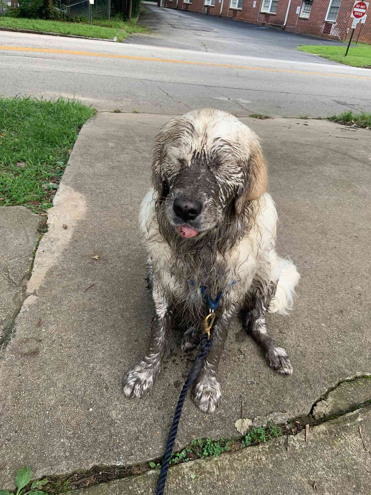 muddy white dog in driveway