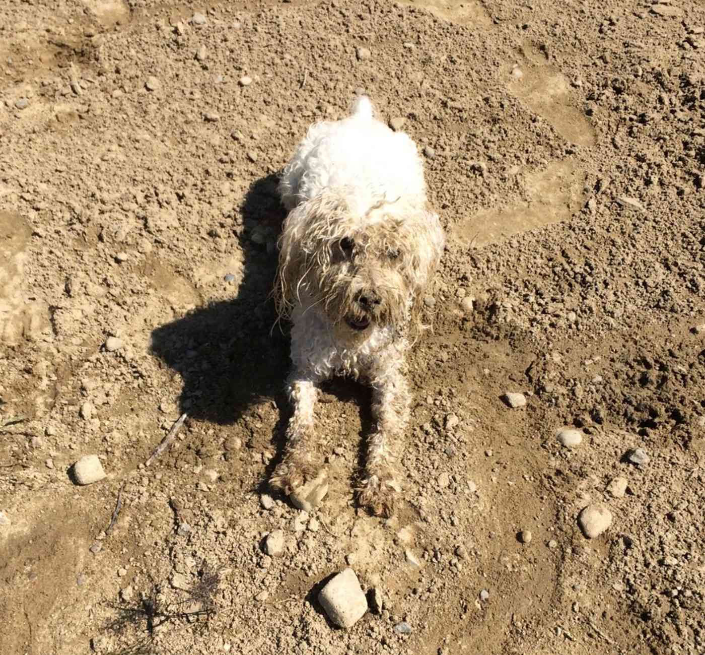 white dog in muddy yard