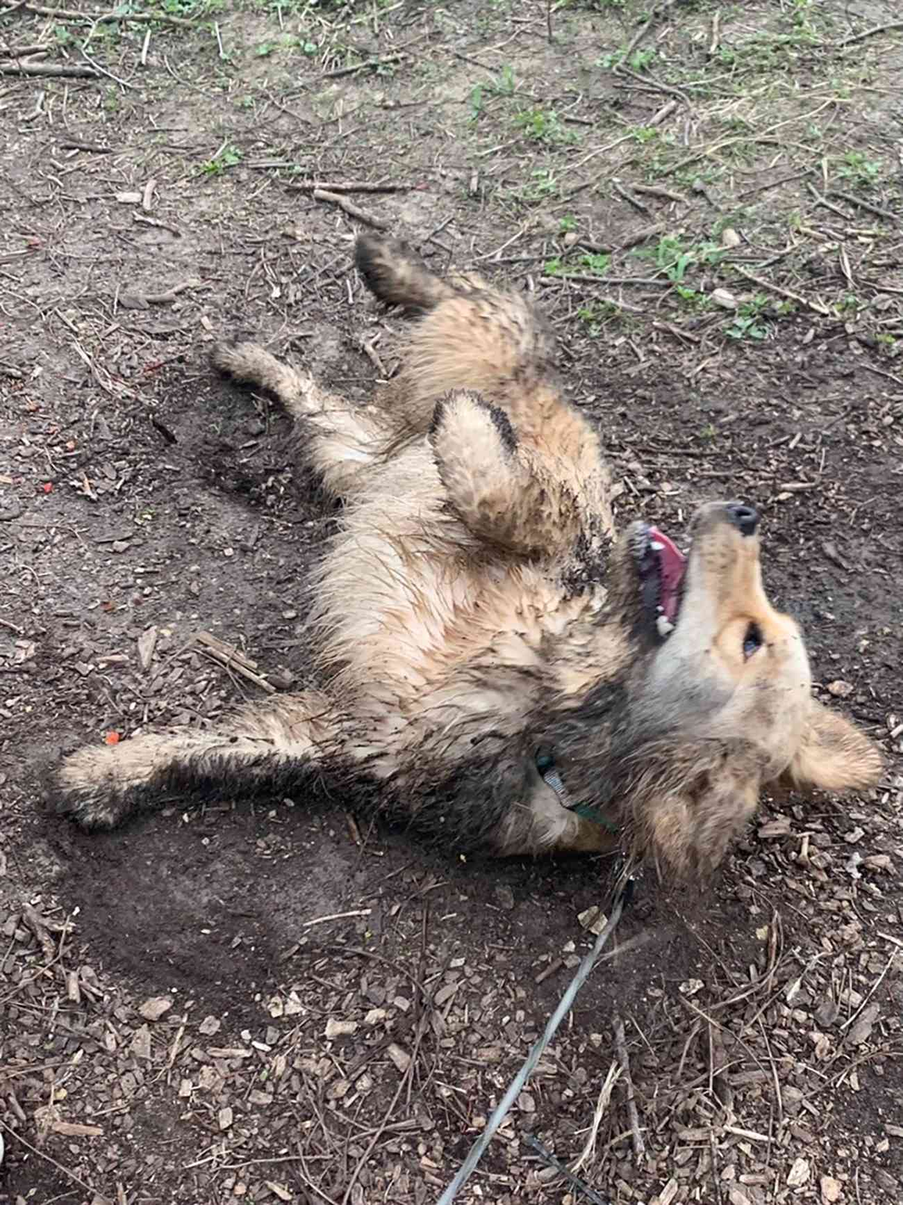 dog rolling in mud