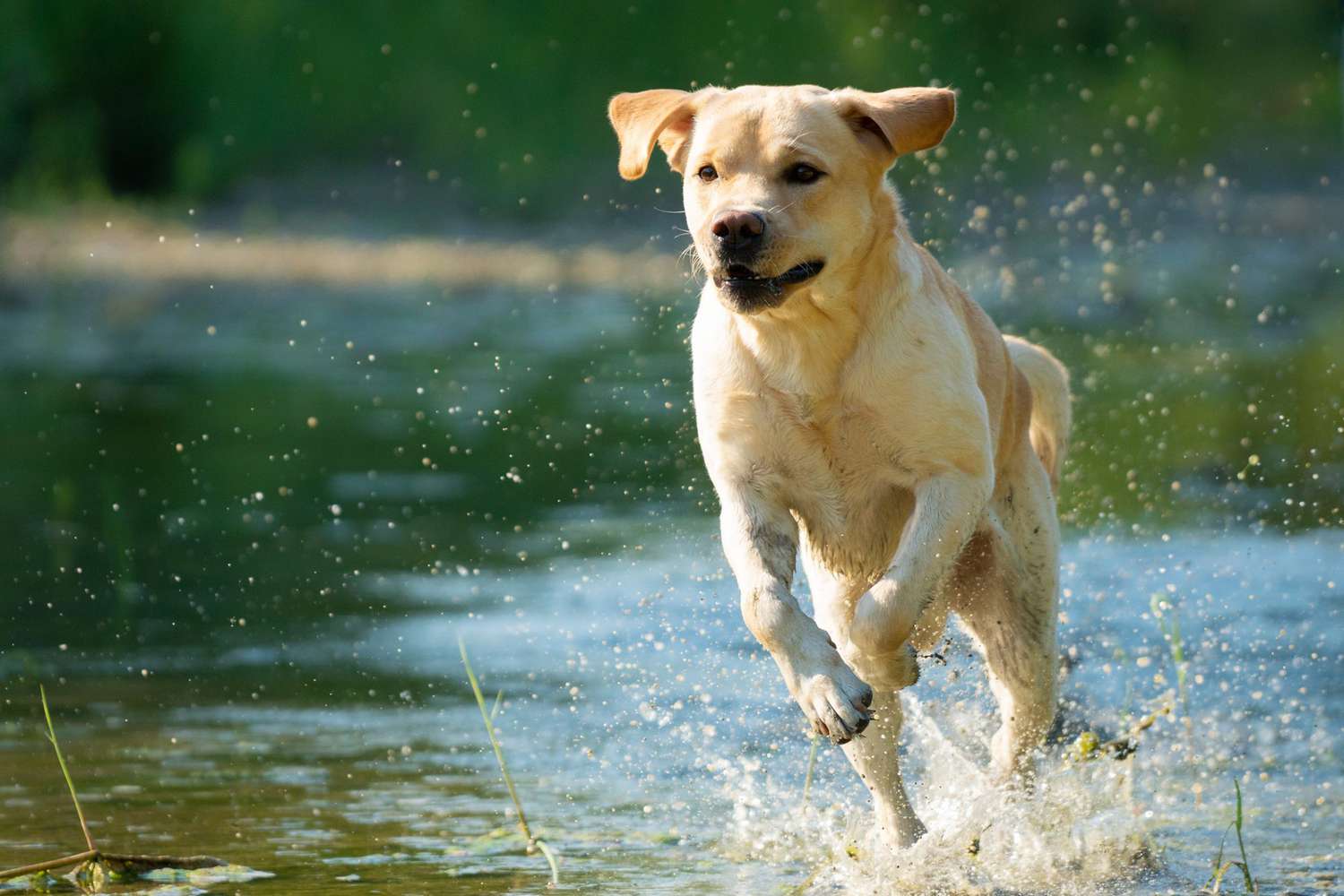 Blond labrador retriever running through pond