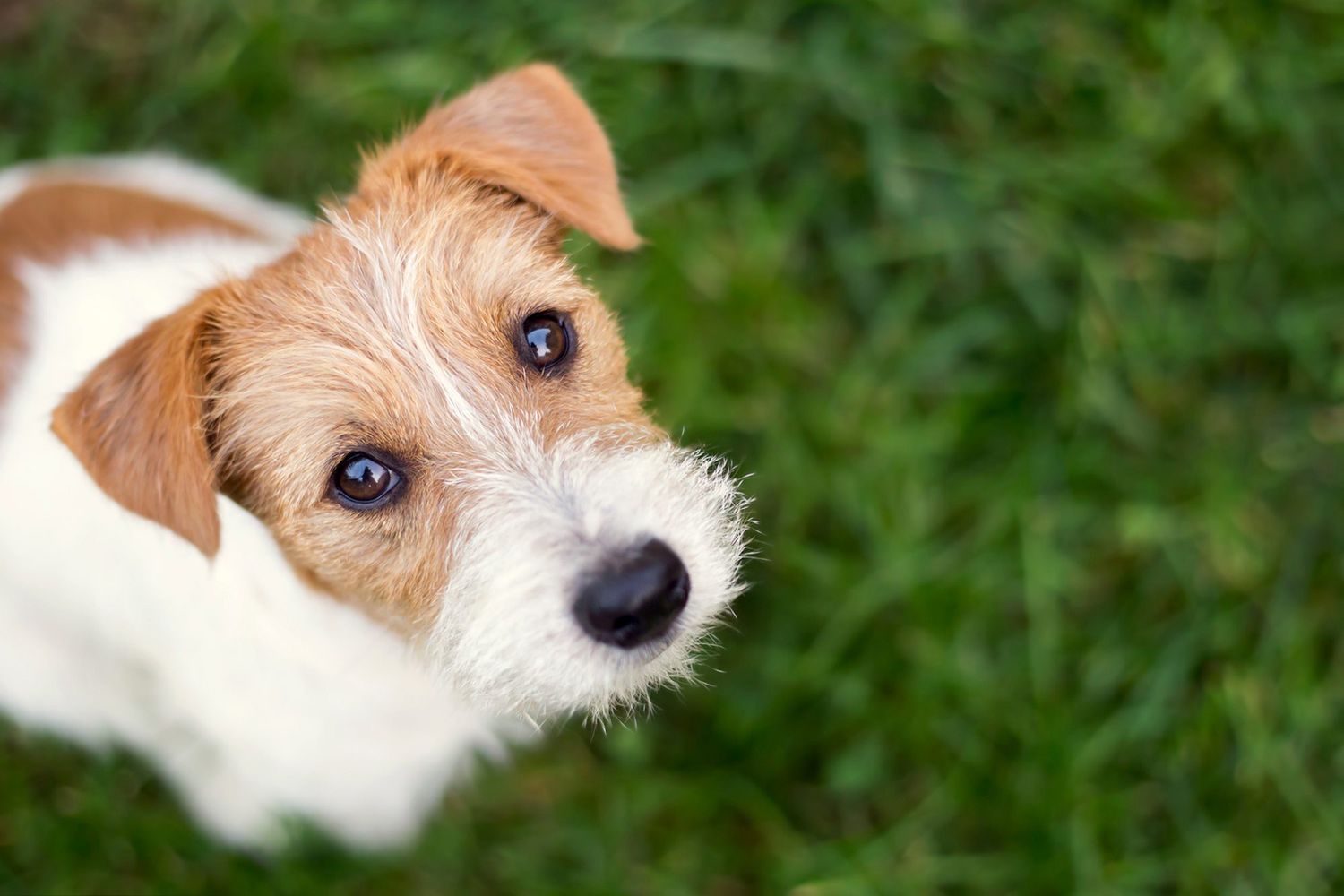 Jack Russell Terrier looking up