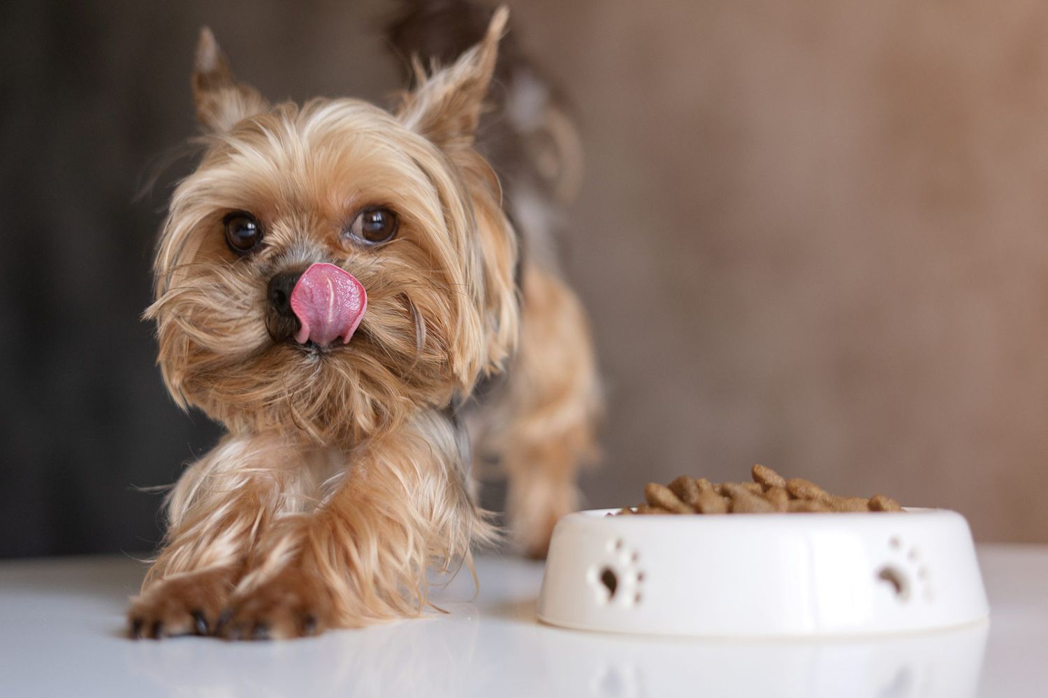 Yorkie licking lips next to bowl of food