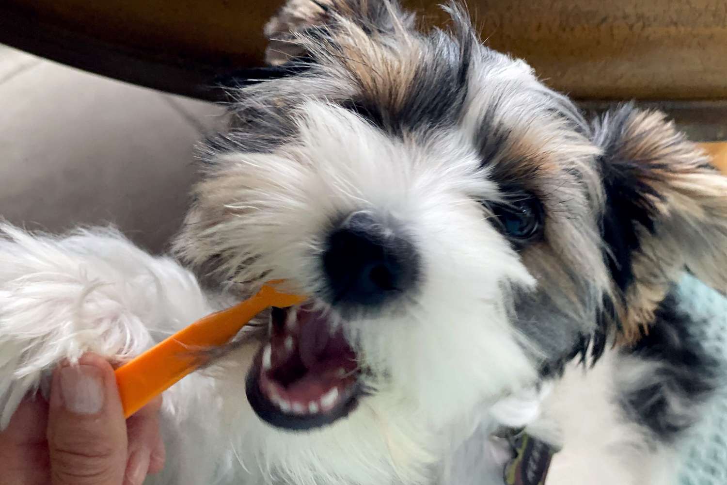 fluffy dog gets teeth brushed with orange toothbrush