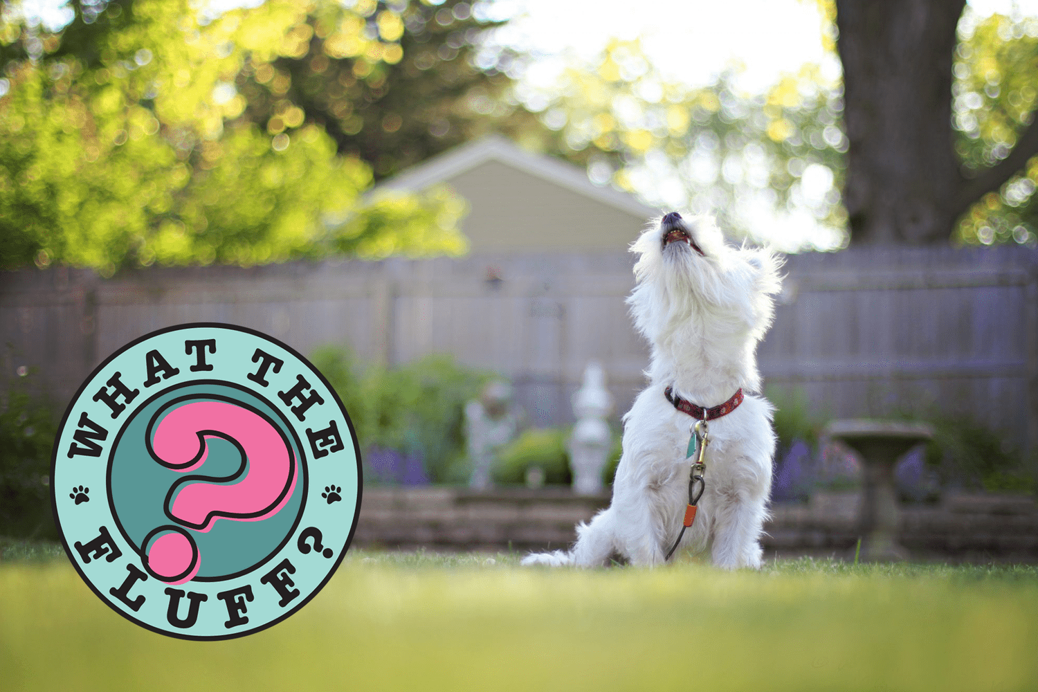 Why Does My Dog Bark at Other Dogs? | Daily Paws
