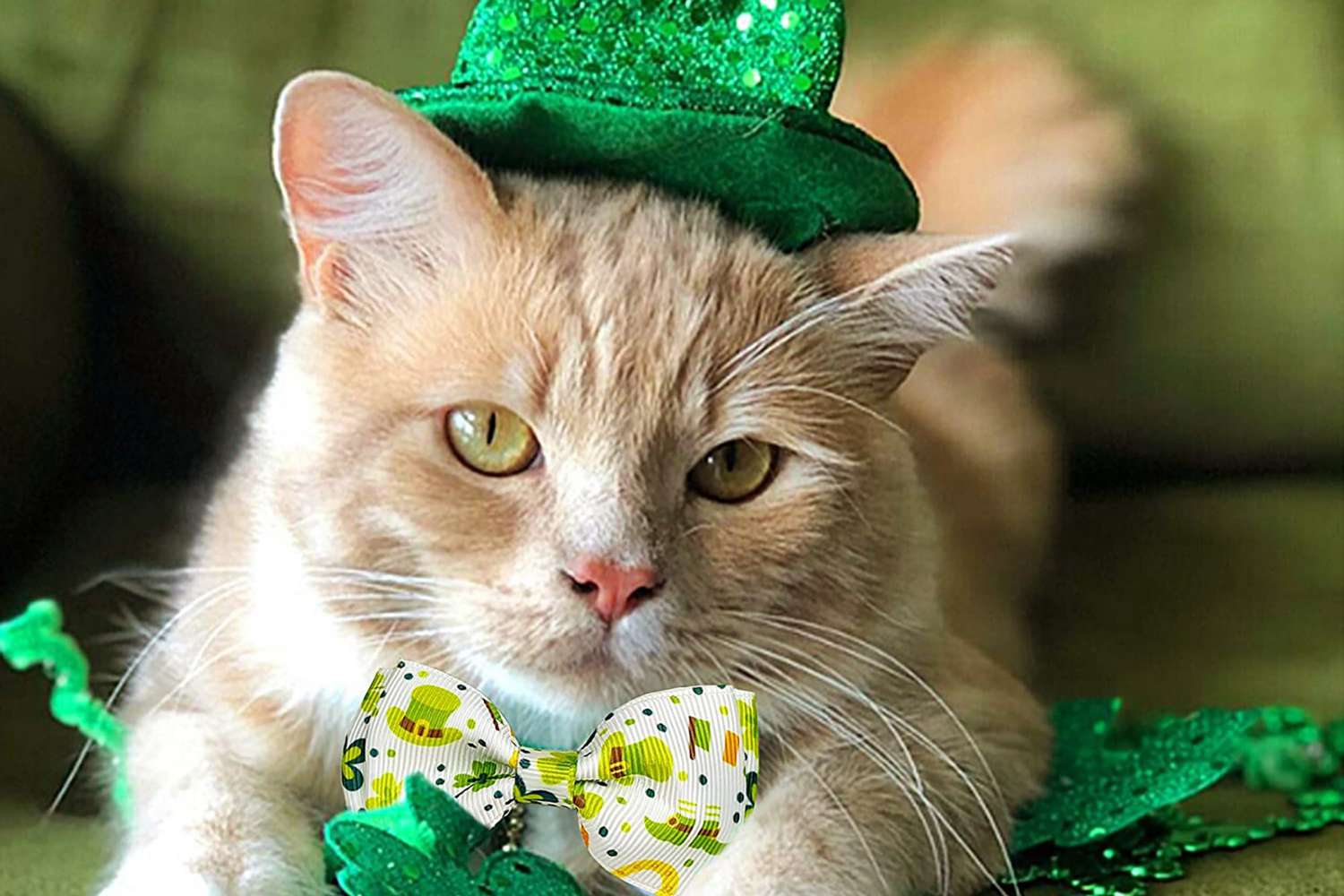 Orange cat wears St. Patrick's bowtie and leprechaun hat