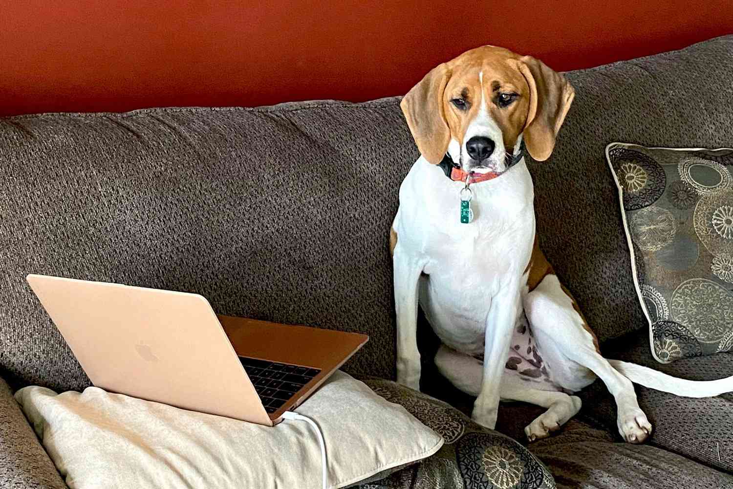 Beagle sits on couch and looks at laptop