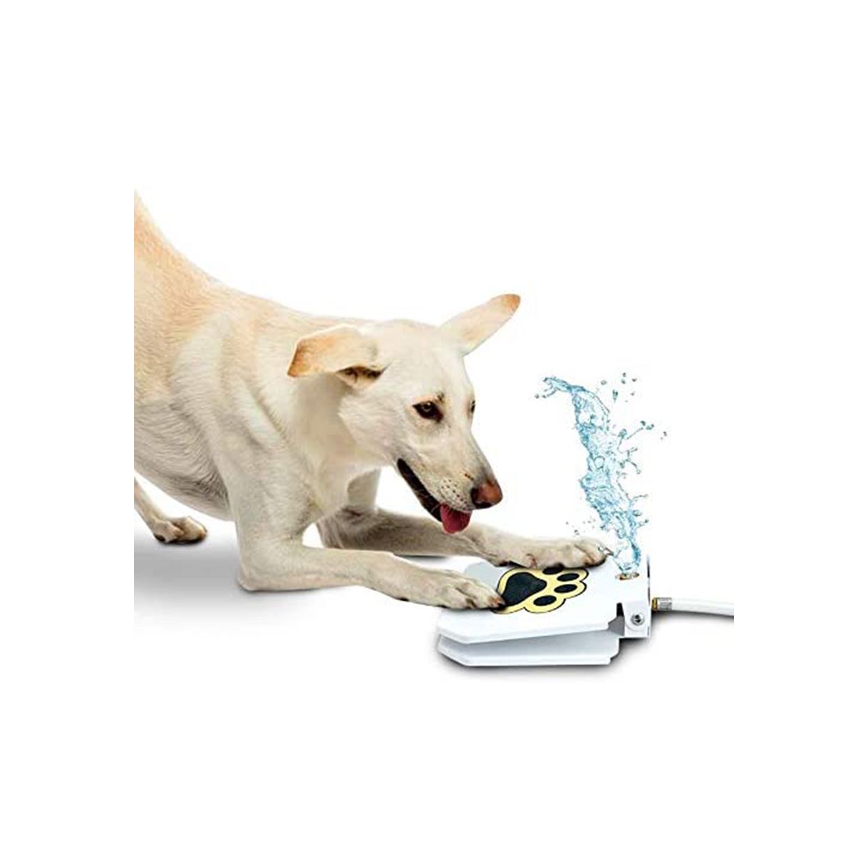 outdoor dog drinking fountain