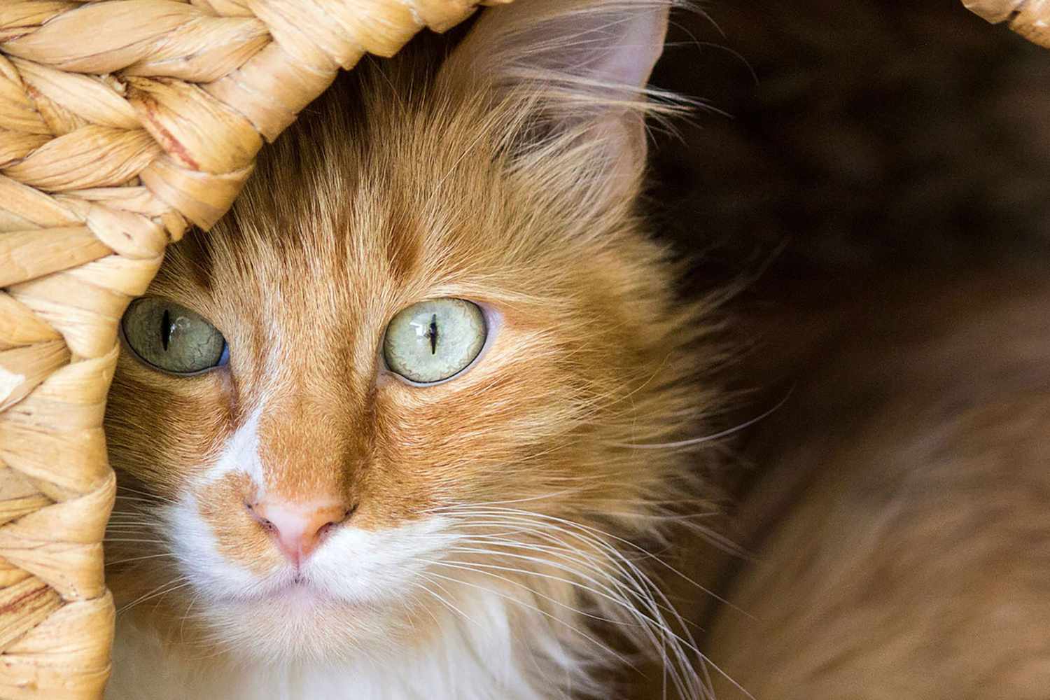 Orange Turkish Angora cat hides inside basket