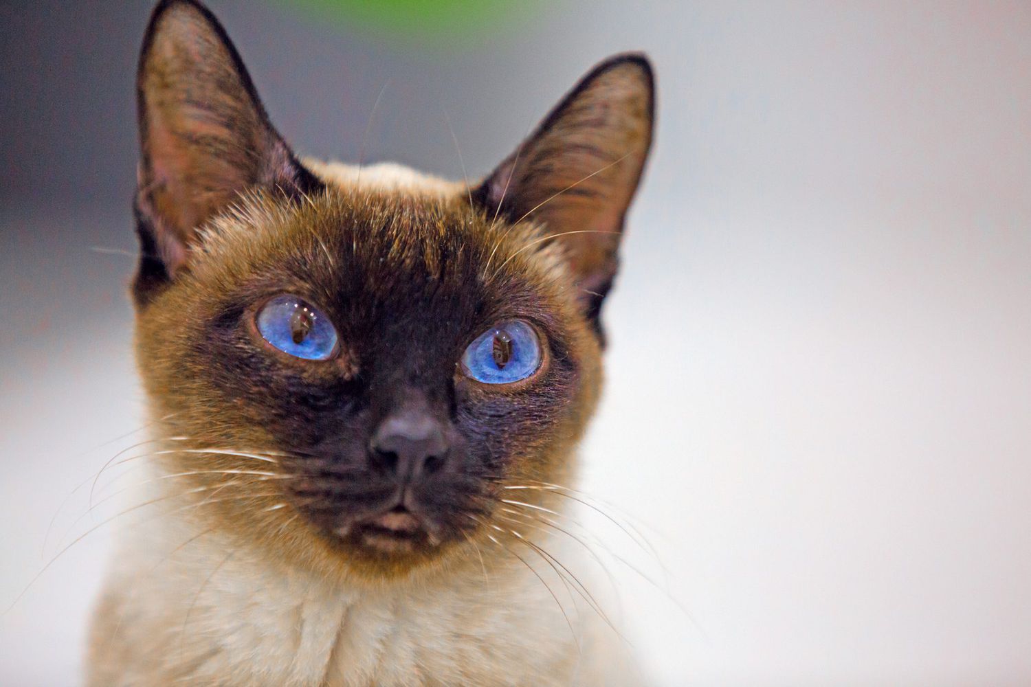 Portrait of Toybob cat with ocean blue eyes