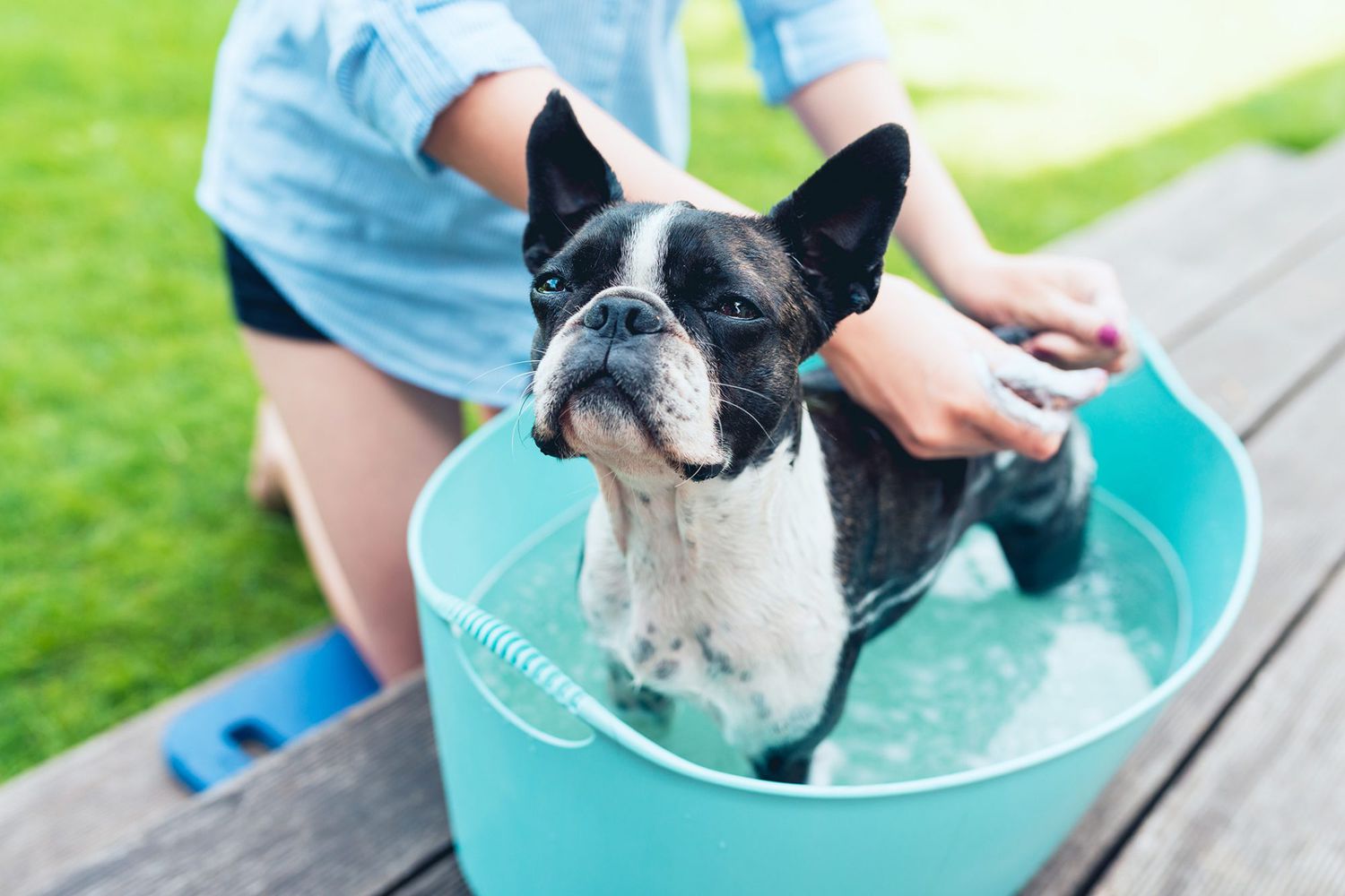 Bathing dog in blue tub outdoors