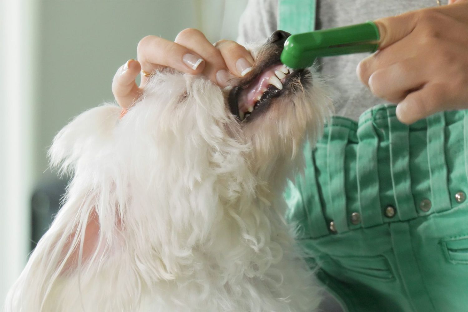 brushing dog's teeth at home