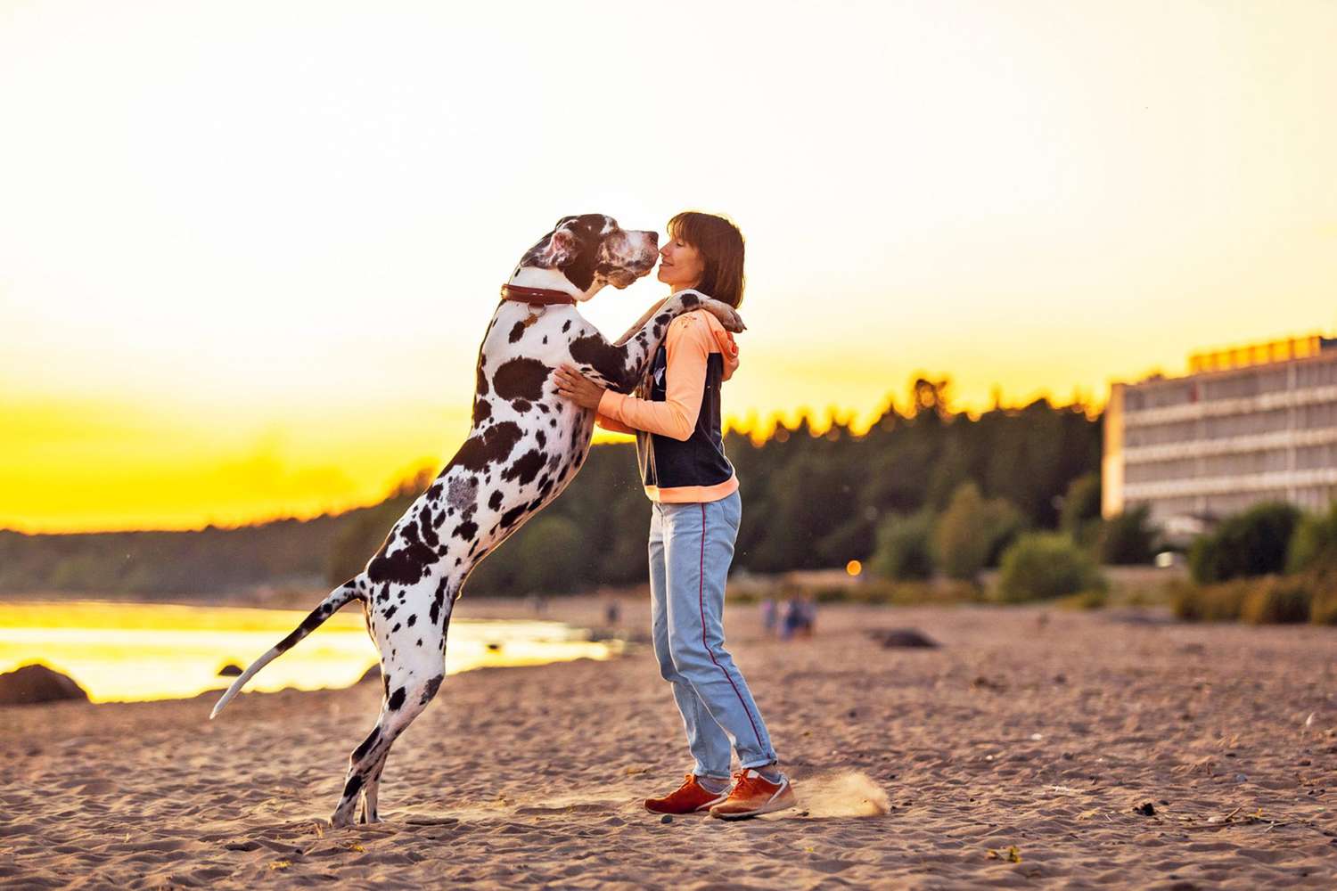The 14 Tallest Dog Breeds Who Can Easily Look You In the Eye | Daily Paws