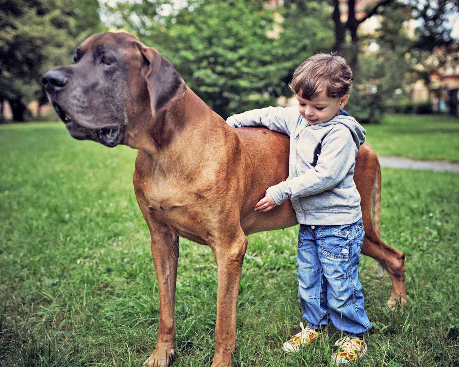 Great Dane with little boy