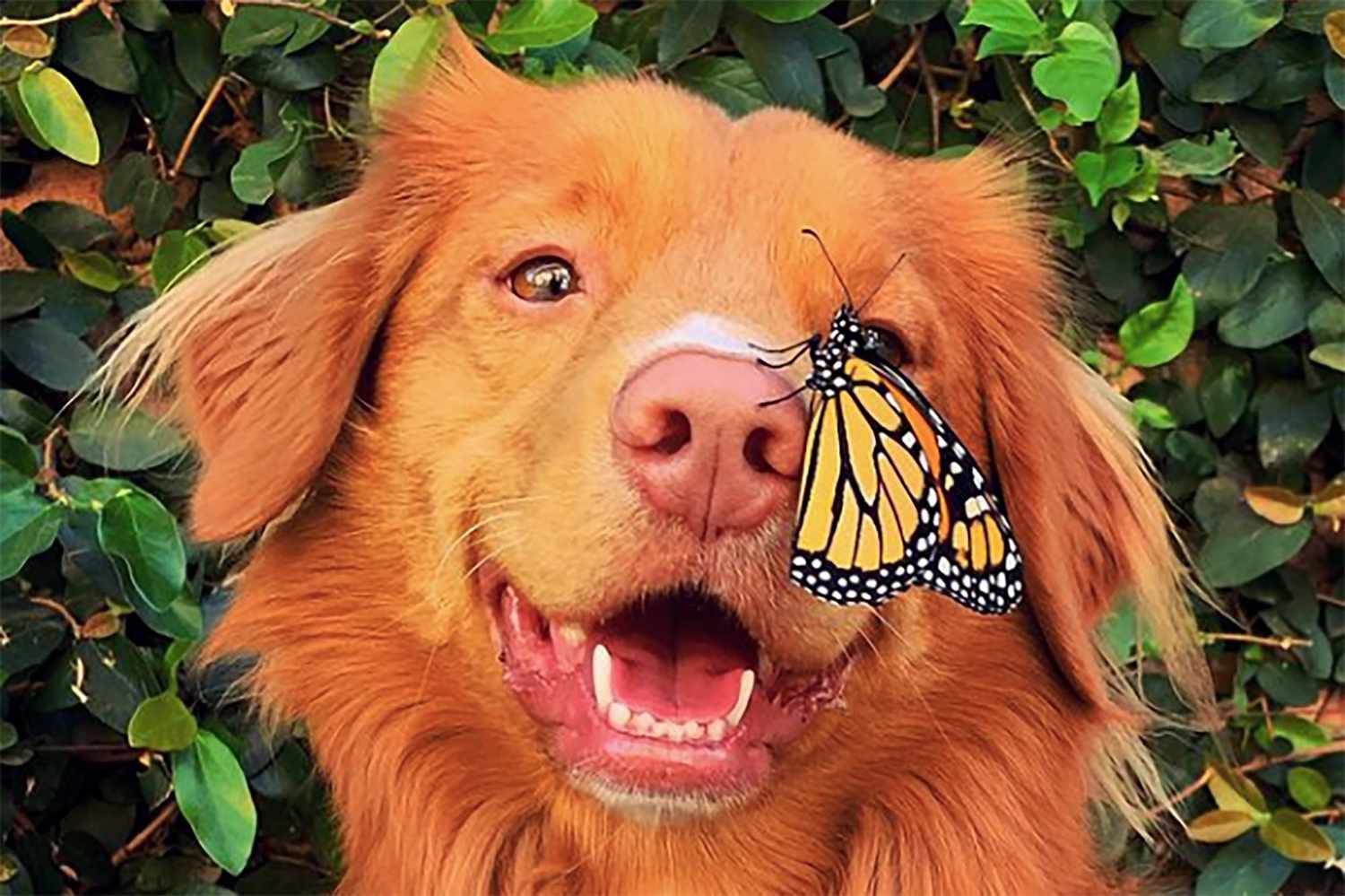 Butterfly sitting on Milo's nose