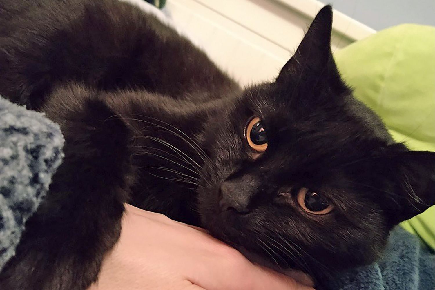 black cat held after he returns home