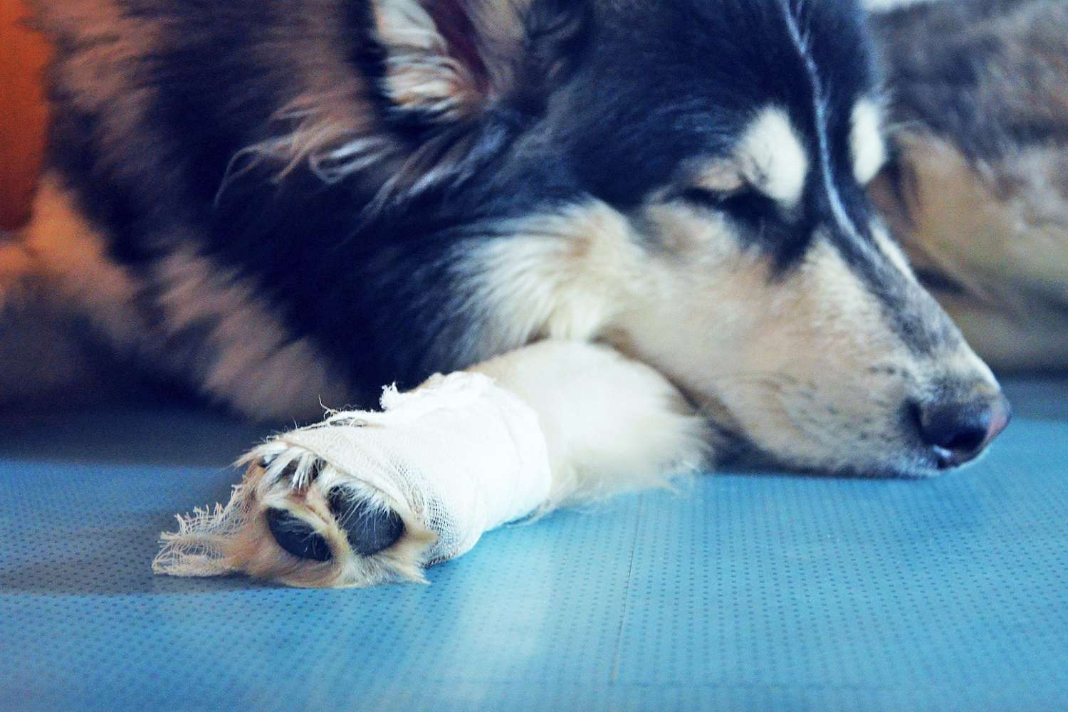 dog with bandaged leg