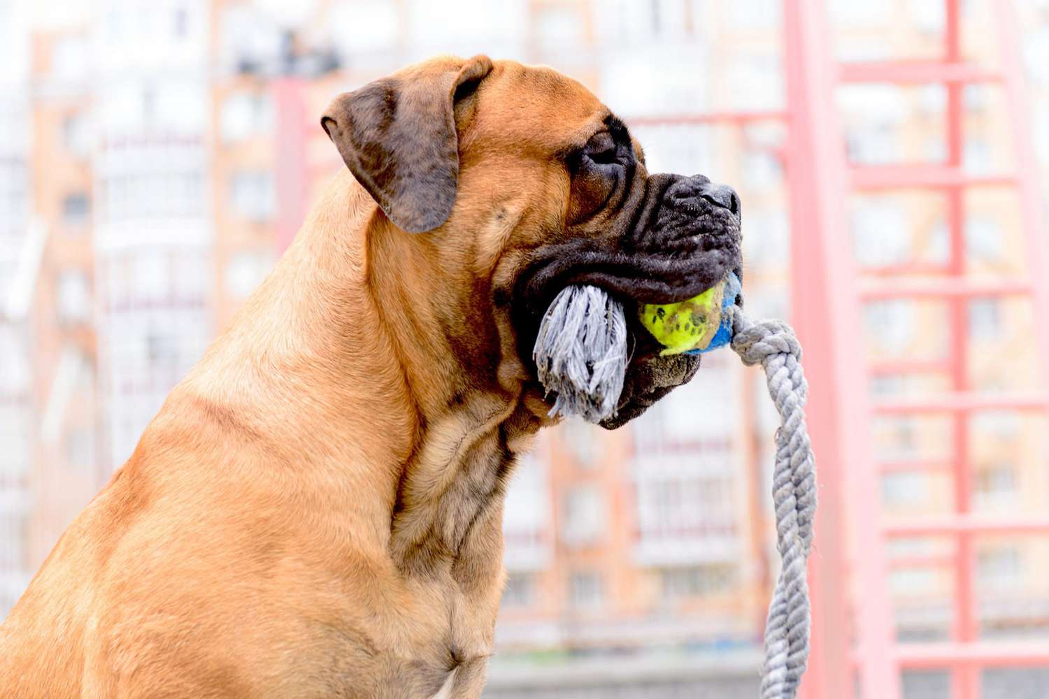 profile shot of bullmastiff dog with rope and tennis ball toy
