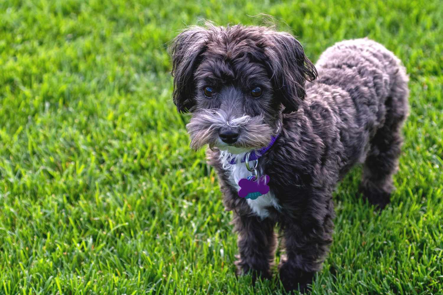 Dark colored maltipoo puppy stands on grass wearing purple dog tags
