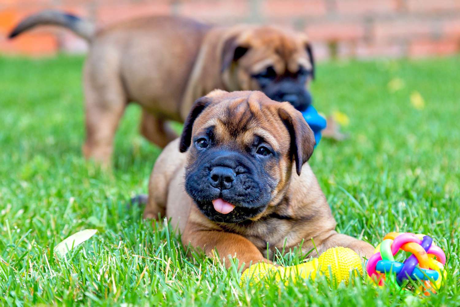 Two bullmastiff puppies play with toys in grass