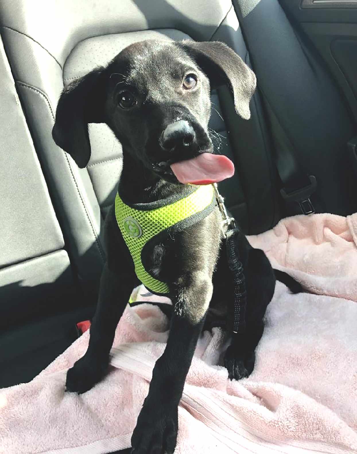 black dog in car with harness and tongue sticking out