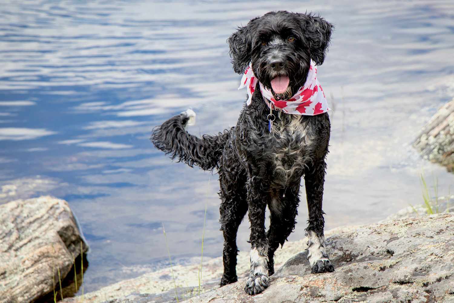 Portuguese Water Dog on rocky beach